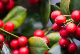 A brief history of coffee